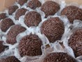 /album/brigadeiros-gourmet/a545959-370489306332152-88476616-n-jpg/